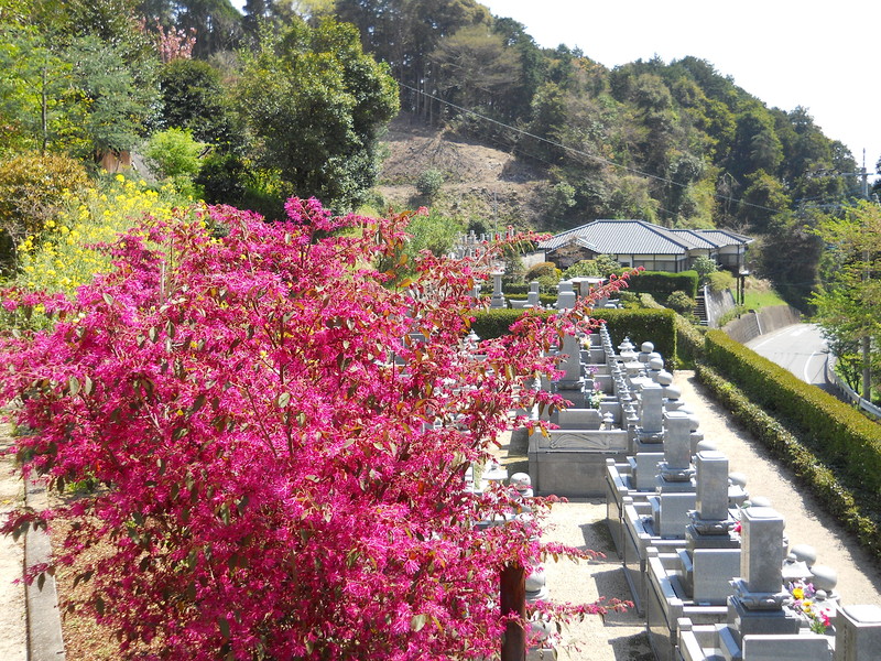 龍華霊園の春の風景