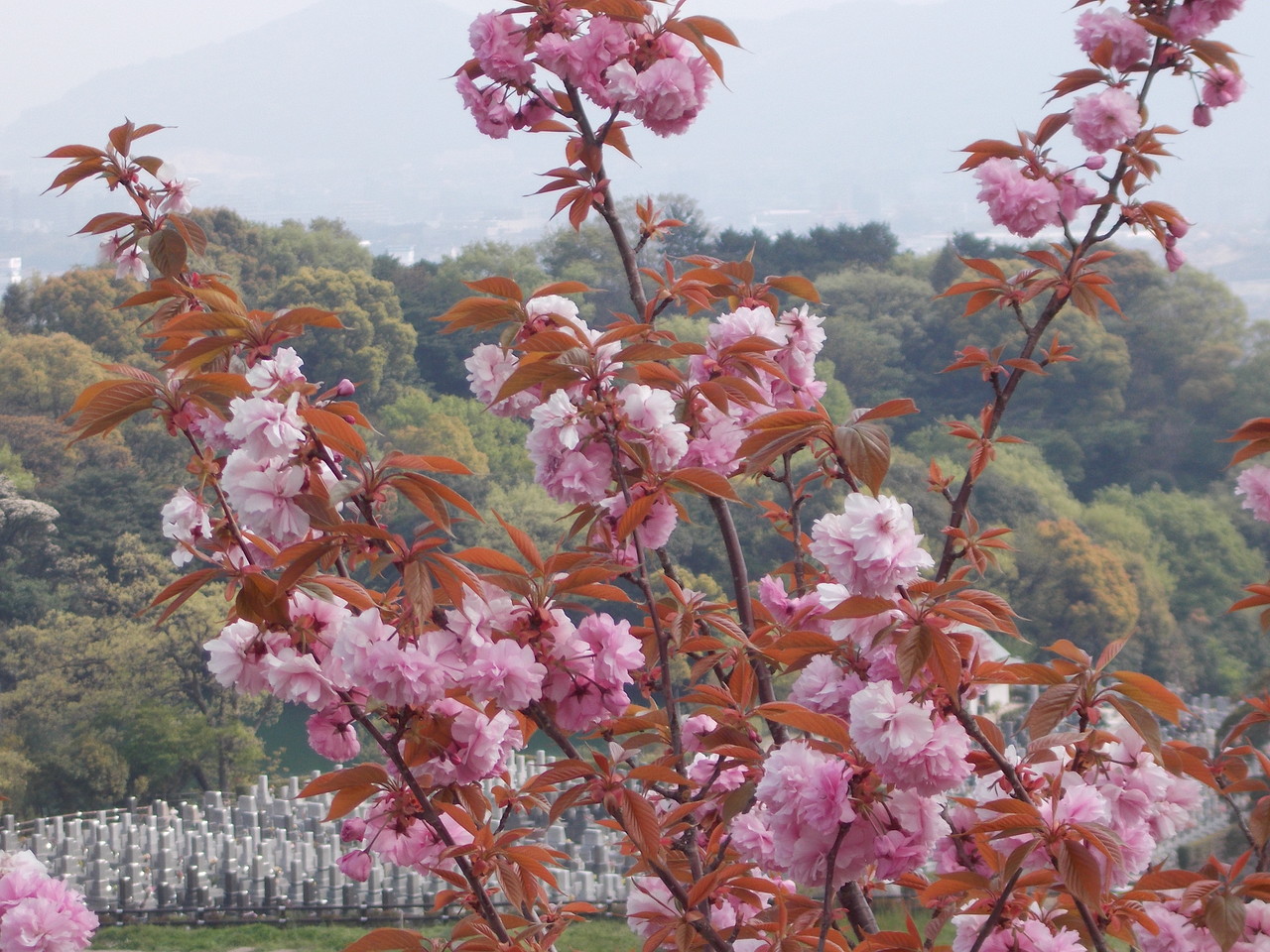 龍華霊園の春の風景