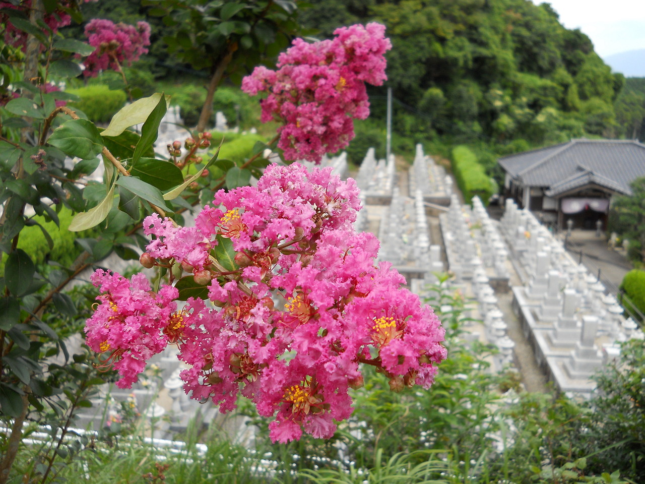 龍華霊園の夏の風景